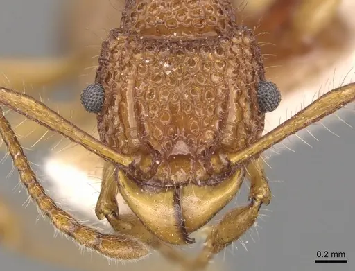 Acanthomyrmex luciolae specimen CASENT0904702 image casent0904702_2