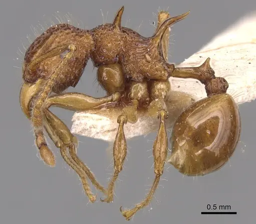 Acanthomyrmex luciolae specimen CASENT0904702 image casent0904702_3