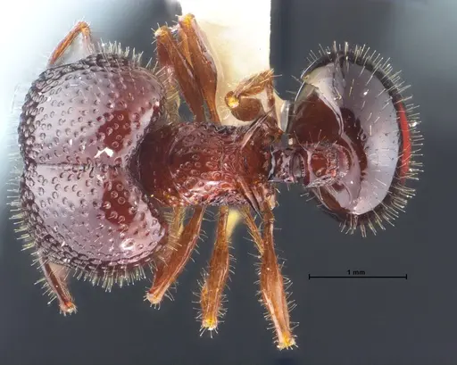Acanthomyrmex malikuli specimen THNHM-I-00124 image thnhm-i-00124_1