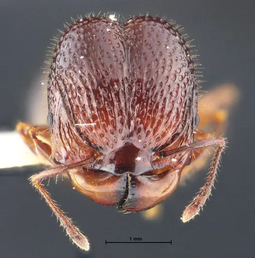Acanthomyrmex malikuli specimen THNHM-I-00124 image thnhm-i-00124_2