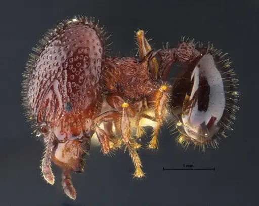 Acanthomyrmex malikuli specimen THNHM-I-00124 image thnhm-i-00124_3