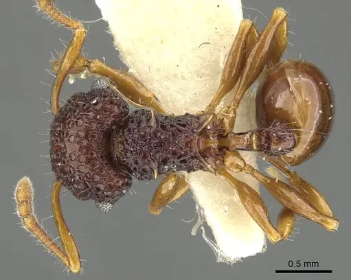 Acanthomyrmex mindanao specimen CASENT0901701 image casent0901701_1