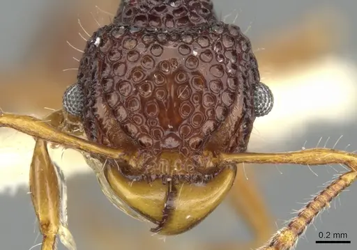 Acanthomyrmex mindanao specimen CASENT0901701 image casent0901701_2
