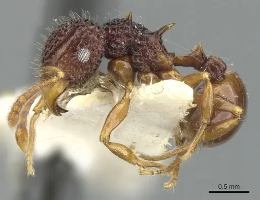 Acanthomyrmex mindanao specimen CASENT0901701 image casent0901701_3