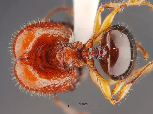 Acanthomyrmex mizunoi specimen THNHM-I-01198 image thnhm-i-01198_1
