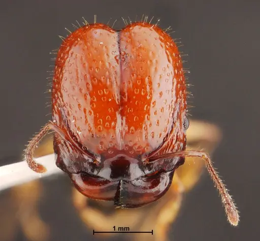 Acanthomyrmex mizunoi specimen THNHM-I-01198 image thnhm-i-01198_2