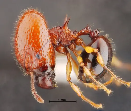 Acanthomyrmex mizunoi specimen THNHM-I-01198 image thnhm-i-01198_3
