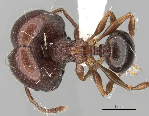 Acanthomyrmex notabilis specimen CASENT0281789 image casent0281789_1