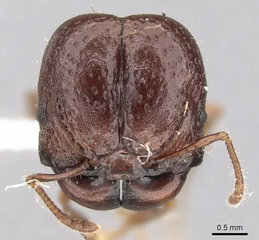 Acanthomyrmex notabilis specimen CASENT0281789 image casent0281789_2