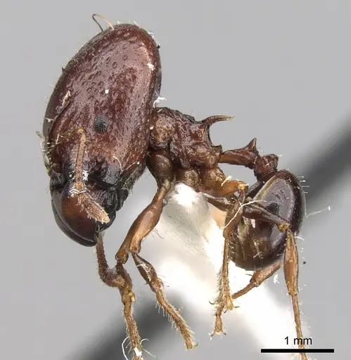 Acanthomyrmex notabilis specimen CASENT0281789 image casent0281789_3