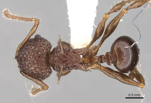 Acanthomyrmex notabilis specimen CASENT0281790 image casent0281790_1