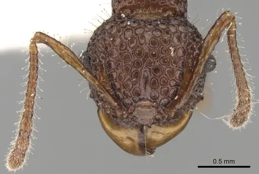Acanthomyrmex notabilis specimen CASENT0281790 image casent0281790_2