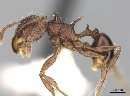 Acanthomyrmex notabilis specimen CASENT0281790 image casent0281790_3