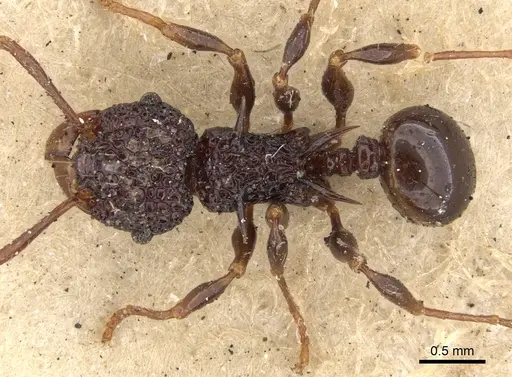 Acanthomyrmex notabilis specimen CASENT0901376 image casent0901376_1