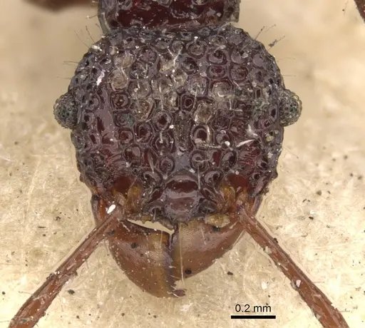 Acanthomyrmex notabilis specimen CASENT0901376 image casent0901376_2
