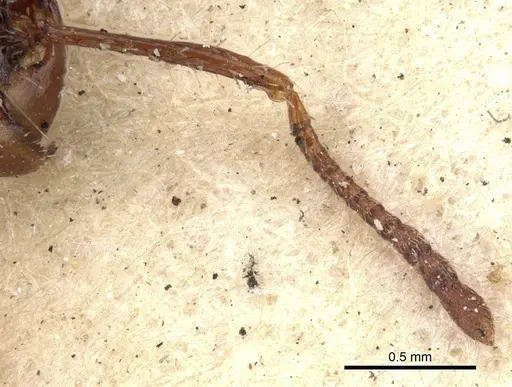 Acanthomyrmex notabilis specimen CASENT0901376 image casent0901376_3