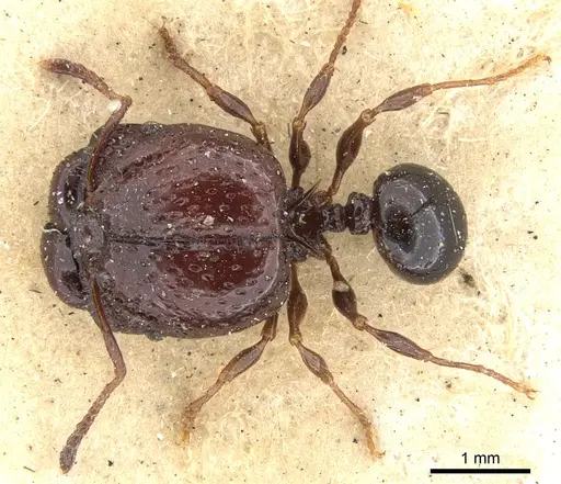 Acanthomyrmex notabilis specimen CASENT0901377 image casent0901377_1