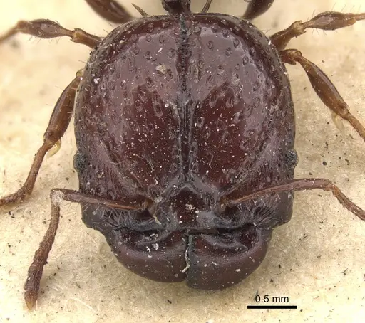 Acanthomyrmex notabilis specimen CASENT0901377 image casent0901377_2