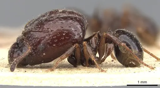 Acanthomyrmex notabilis specimen CASENT0901377 image casent0901377_3