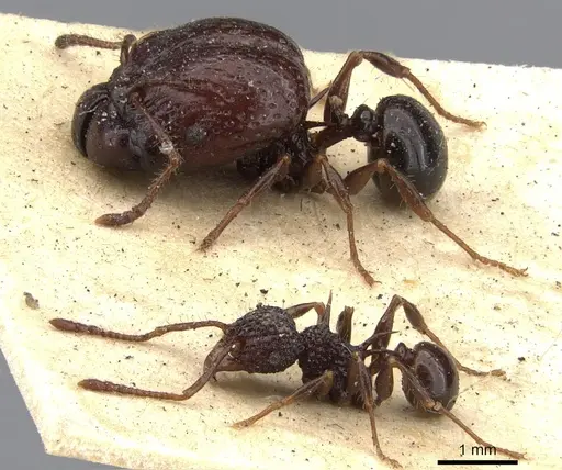 Acanthomyrmex notabilis specimen CASENT0901377 image casent0901377_4