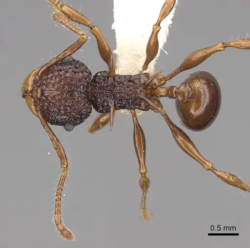 Acanthomyrmex notabilis specimen CASENT0922955 image casent0922955_1
