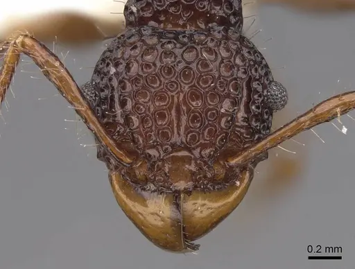 Acanthomyrmex notabilis specimen CASENT0922955 image casent0922955_2