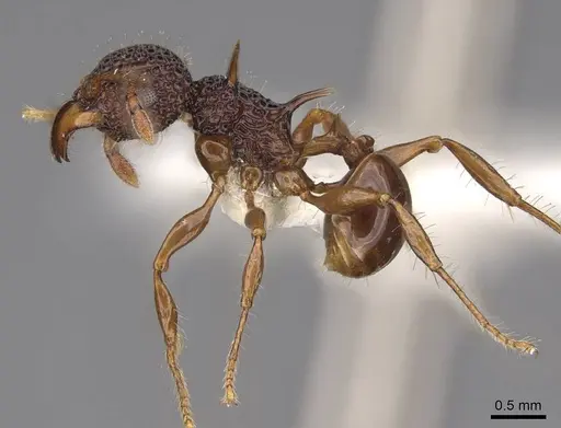 Acanthomyrmex notabilis specimen CASENT0922955 image casent0922955_3