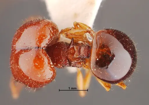 Acanthomyrmex thailandensis specimen THNHM-I-00044 image thnhm-i-00044_1