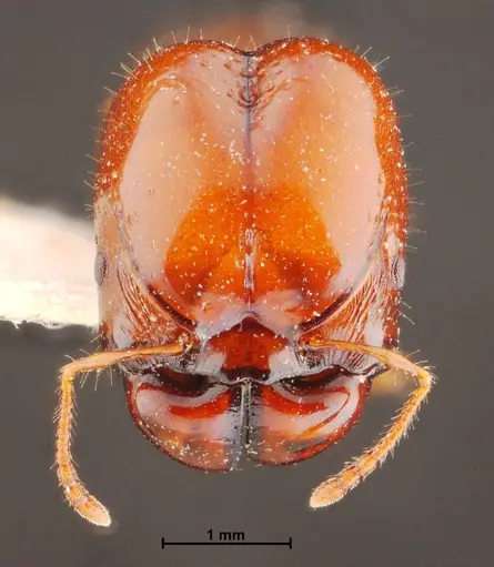Acanthomyrmex thailandensis specimen THNHM-I-00044 image thnhm-i-00044_2