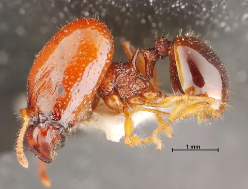 Acanthomyrmex thailandensis specimen THNHM-I-00044 image thnhm-i-00044_3