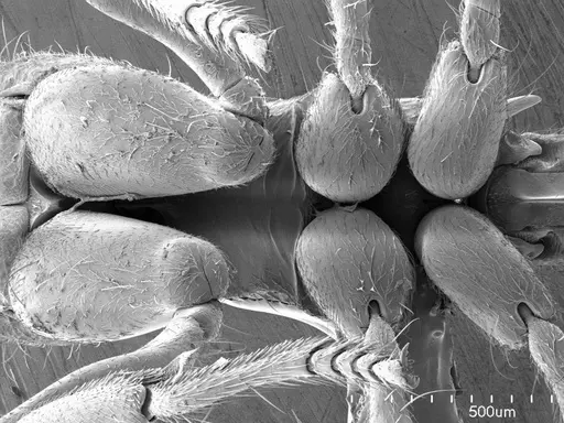 Acanthoponera minor specimen ANTWEB1008491 image antweb1008491_1
