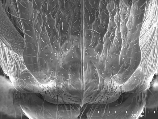 Acanthoponera minor specimen ANTWEB1008491 image antweb1008491_2
