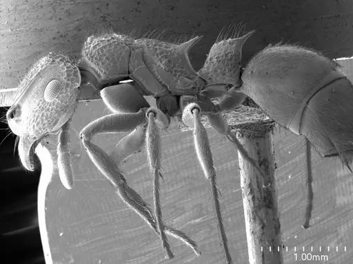 Acanthoponera minor specimen ANTWEB1008491 image antweb1008491_3