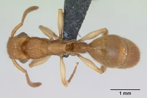 Acanthoponera minor specimen CASENT0039772 image casent0039772_1