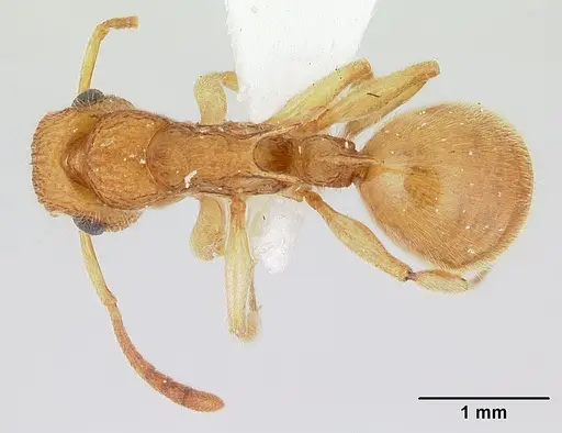 Acanthoponera minor specimen CASENT0178699 image casent0178699_1