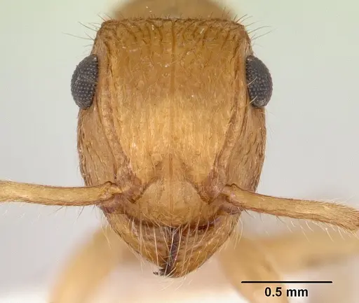 Acanthoponera minor specimen CASENT0178699 image casent0178699_2