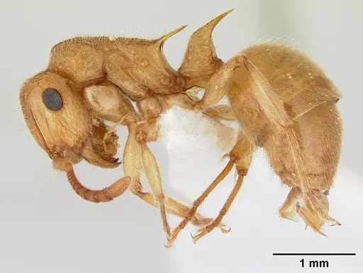 Acanthoponera minor specimen CASENT0178699 image casent0178699_3