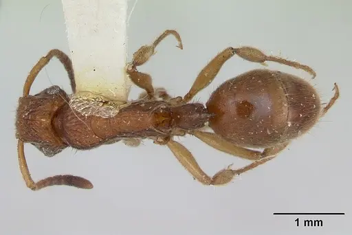 Acanthoponera minor specimen CASTYPE06888 image castype06888_1