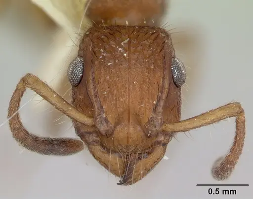 Acanthoponera minor specimen CASTYPE06888 image castype06888_2