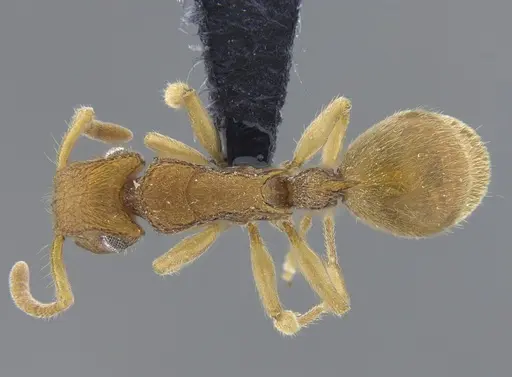 Acanthoponera minor specimen IAVH-E-264060 image iavh-e-264060_1