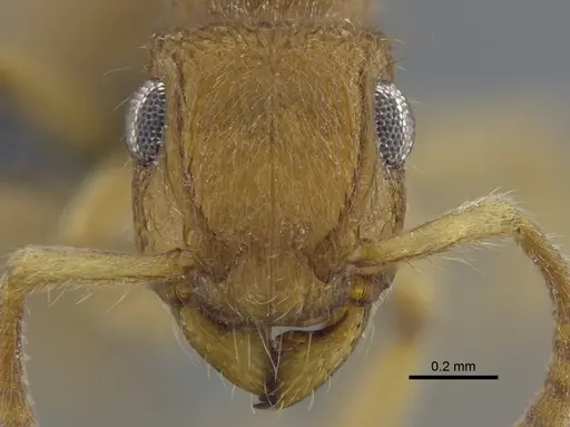Acanthoponera minor specimen IAVH-E-264060 image iavh-e-264060_2