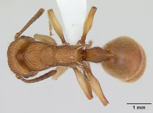 Acanthoponera mucronata specimen CASENT0173540 image casent0173540_1