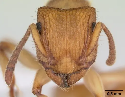 Acanthoponera mucronata specimen CASENT0173540 image casent0173540_2