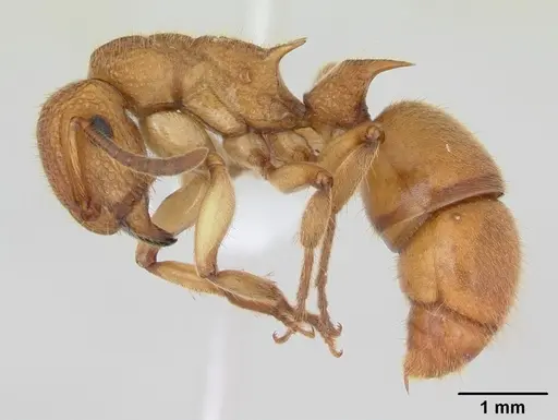 Acanthoponera mucronata specimen CASENT0173540 image casent0173540_3