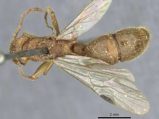 Acanthoponera mucronata specimen CASENT0913592 image casent0913592_1