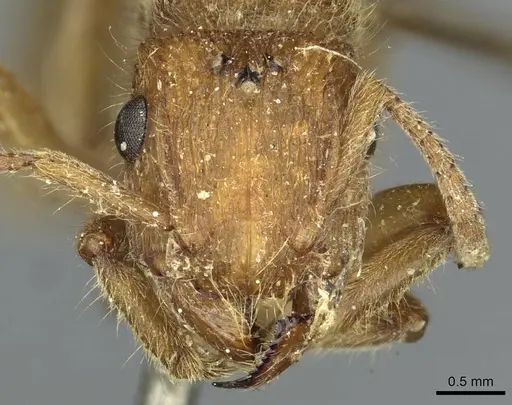 Acanthoponera mucronata specimen CASENT0913592 image casent0913592_2