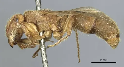 Acanthoponera mucronata specimen CASENT0913592 image casent0913592_3