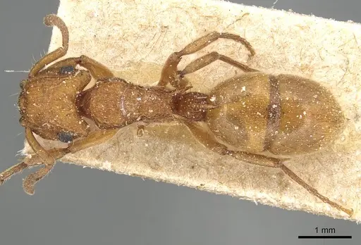 Acanthoponera mucronata specimen CASENT0915105 image casent0915105_1