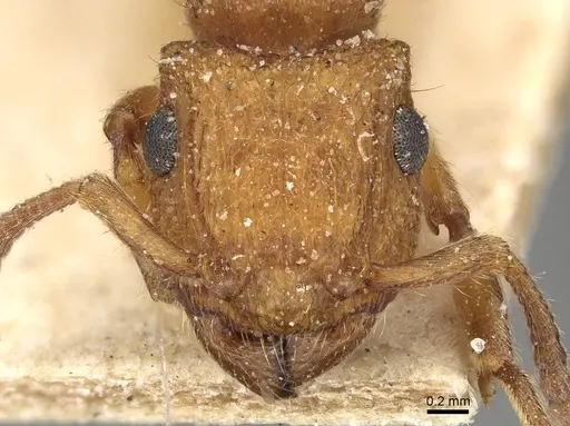 Acanthoponera mucronata specimen CASENT0915105 image casent0915105_2