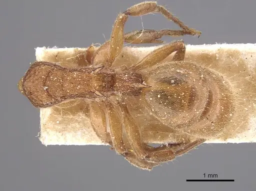 Acanthoponera mucronata specimen CASENT0915355 image casent0915355_1